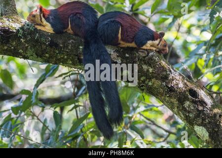 Squirreling insieme, Malabaresi (anche indiani) scoiattolo gigante Foto Stock