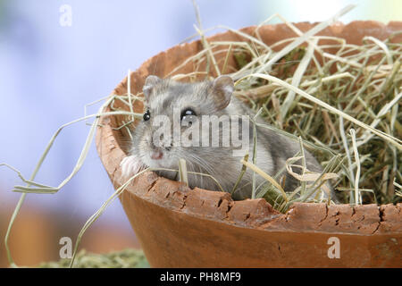 Russo criceto nano Foto Stock
