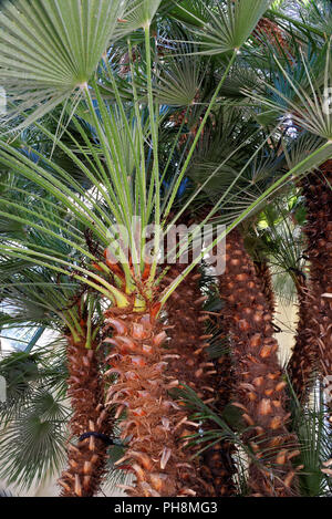 Chamaerops è un genere di piante in fiore nella famiglia palm Arecaceae Foto Stock