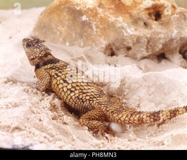 Mexikanischer Stachelleguan, Sceloporus poinsetti, interstiziale lucertola spinosa Foto Stock