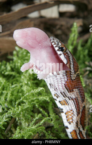 Red rat snake mangia pinky mouse, corn snake Foto Stock