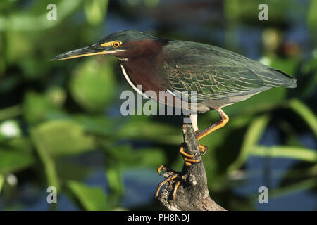 Mangrovreiher (Gruenreiher), verde-backed Heron (Butorides striatus) Foto Stock