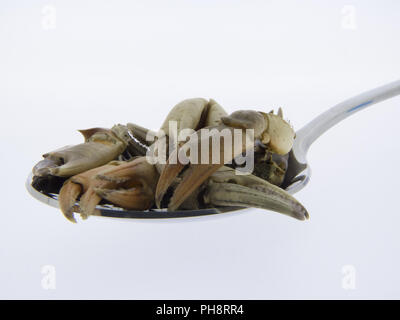 Pinze di granchi, frutti di mare, isolato, Foto Stock