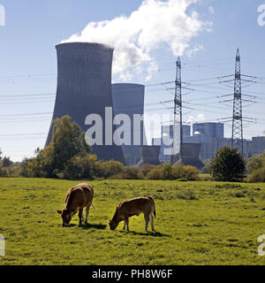 Due mucche, power station Westfalen, Hamm Foto Stock