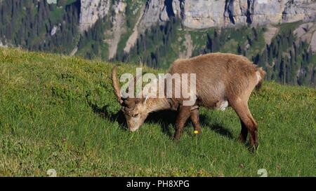 Maschio di stambecchi pascolano in un prato di montagna Foto Stock