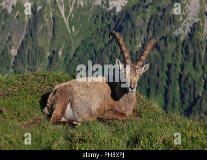 Maschio di stambecco alpino in appoggio su un crinale di montagna Foto Stock