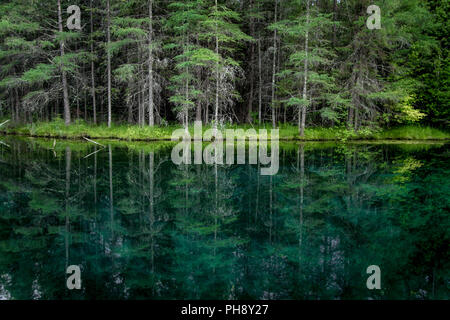 Natura selvaggia foresta riflessioni. Il fiume scorre dalla sorgente di Kitch iti kipi al lago indiano. Palms Book state Park, Manistique, Michigan. Foto Stock