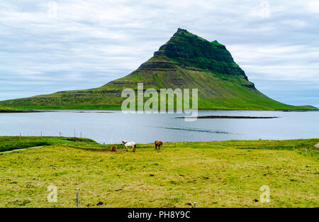 Vista del monte Kirkjufell con i cavalli al pascolo nel campo Foto Stock