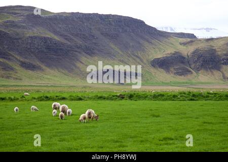 Gregge di pecore nel sud dell'Islanda Foto Stock