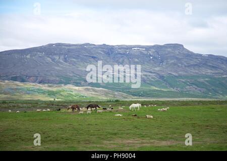 Cavalli e pecore nel sud dell'Islanda Foto Stock