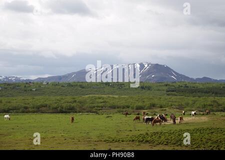 Cavalli islandesi nel sud dell'Islanda Foto Stock