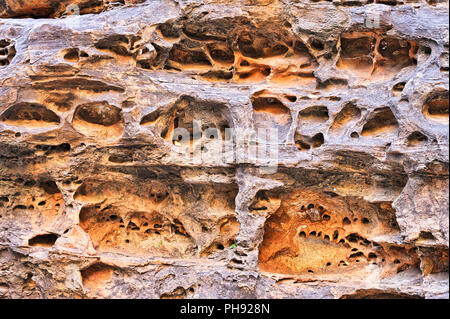 Arenaria erosa in Cattedrale Gorge Foto Stock