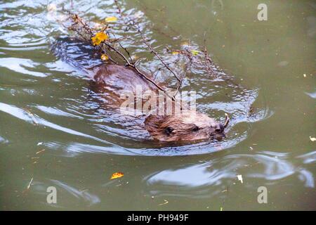 Un castoro presso il parco nazionale della foresta bavarese Germania Foto Stock