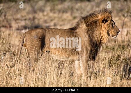 Bel maschio di leone al parco nazionale Etosha Namibia Foto Stock