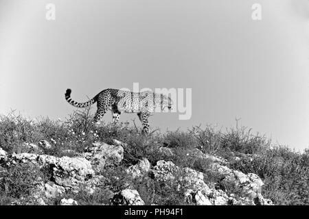 Ghepardo a kgalagadi parco transfrontaliero in Sud Africa Foto Stock