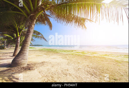 Spiaggia con palme da cocco e mare al tramonto Foto Stock