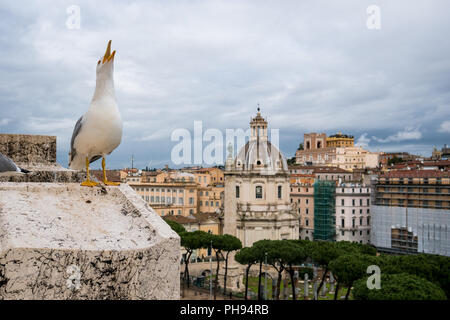 Seagull a Roma su un tetto con panorama di Roma in background Foto Stock