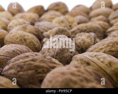 Juglans regia - noci comuni Foto Stock