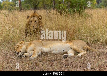 Coppia di leoni nel parco nazionale Kruger sud africa Foto Stock