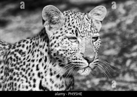 Giovani leopard nel parco nazionale Kruger sud africa Foto Stock