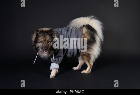 Cool cane felpa con cappuccio con cappuccio Keeshond Foto Stock