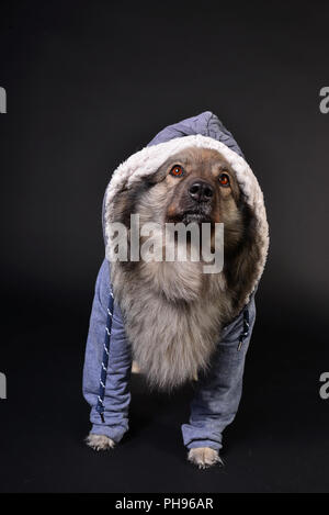 Cool cane felpa con cappuccio con cappuccio Keeshond Foto Stock