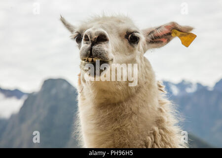 Close up di Llama. Winay Wanna rovine Inca, Inca Trail, Perù. Foto Stock