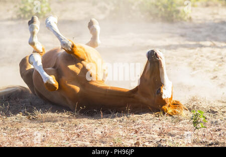 Cavallo di laminazione per la polvere Foto Stock