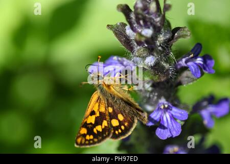 Skipper a scacchi o skipper artico (Carterocephalus palaemon) Foto Stock