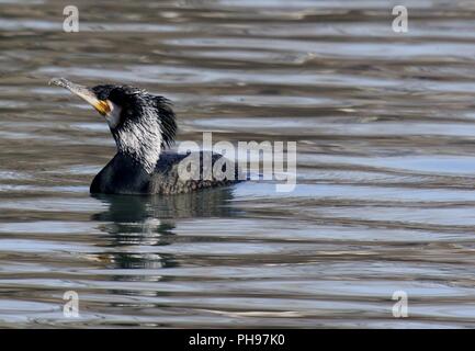 Cormorano Phalacrocorax carbo sinensis, cormorano, bianco-breasted cormorano, Nero Shag Foto Stock