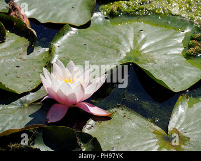 Acqua di rosa lily (ninfea) di fiori circondata da piatto, foglie verdi. Foto Stock