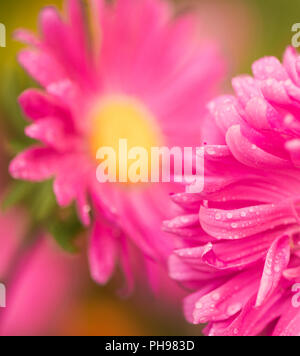Luminose coloratissimi fiori estivi con gocce di pioggia su petali Foto Stock