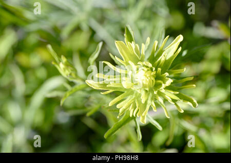 Giallo Indian Paintbrush Foto Stock