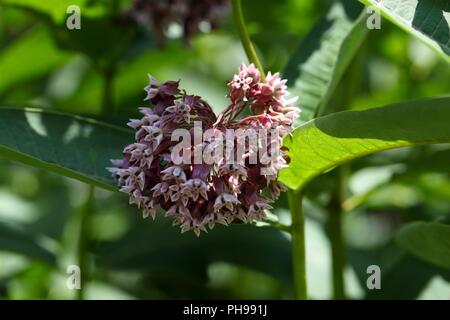Southern Assenzio (Artemisia abrotanum) Foto Stock