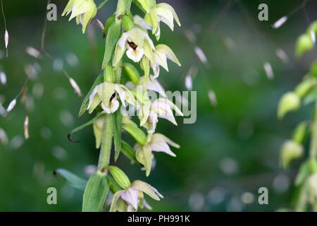 Dei Fiori di orchidea selvatica muelleri bergonii Foto Stock