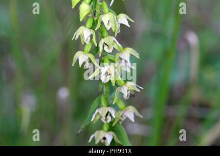 Dei Fiori di orchidea selvatica muelleri bergonii Foto Stock