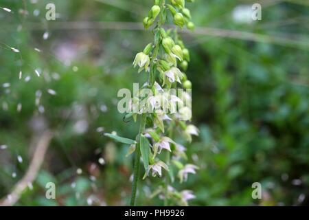 Dei Fiori di orchidea selvatica muelleri bergonii Foto Stock