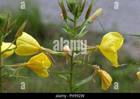 Evening Primerose (oenothera biennis) Foto Stock