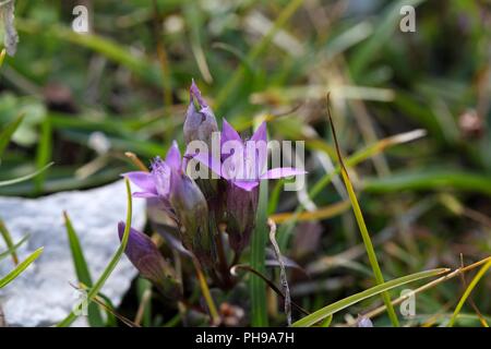 Chiltern genziana (Gentianella germanica) Foto Stock