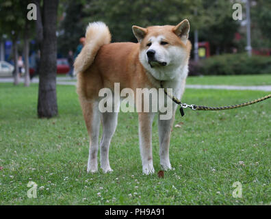 Bello cane in posa di parco pubblico Foto Stock