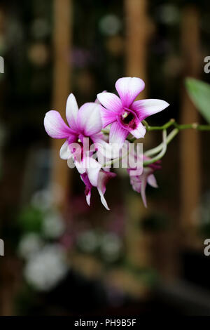 Fiori di orchidea appendere nella parte anteriore di un telaio di bambù Foto Stock