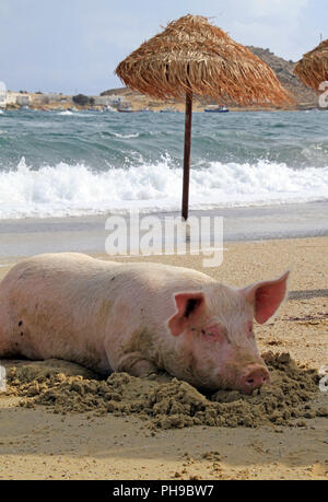 I suini a rilassarci in spiaggia a Mykonos, Grecia Foto Stock