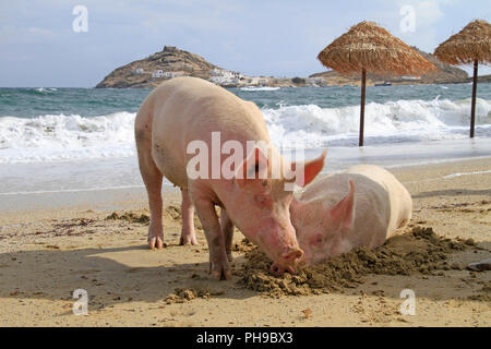 I suini a rilassarci in spiaggia a Mykonos, Grecia Foto Stock