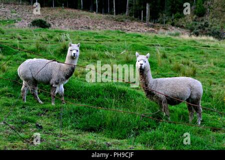 Alpaca - Zoo di GRANJA PORCON - cooperativa evangelica - Dipartimento di Cajamarca .PERÙ Foto Stock