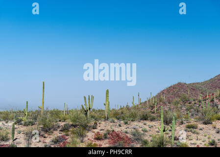 Estate nel deserto Sonoran sotto il luminoso cielo blu. Foto Stock