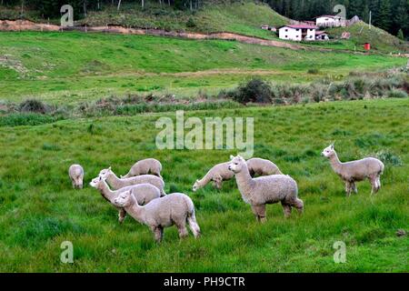 Alpaca - Zoo di GRANJA PORCON - cooperativa evangelica - Dipartimento di Cajamarca .PERÙ Foto Stock