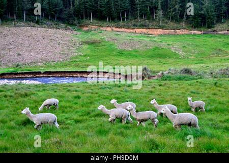 Alpaca - Zoo di GRANJA PORCON - cooperativa evangelica - Dipartimento di Cajamarca .PERÙ Foto Stock