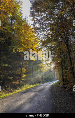 Autunno in una foresta nei dintorni di Schwaebisch Hall, Germania Foto Stock