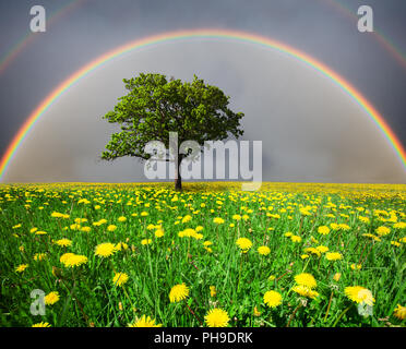 Campo di tarassaco e albero sotto il cielo nuvoloso con rainbow Foto Stock