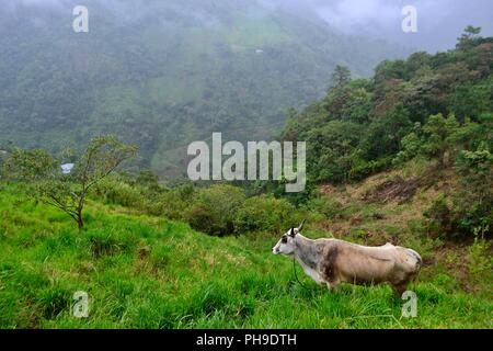 Mungere le mucche in LA ZUNGA - Ecuador confine -San Ignacio- Dipartimento di Cajamarca .PERÙ Foto Stock